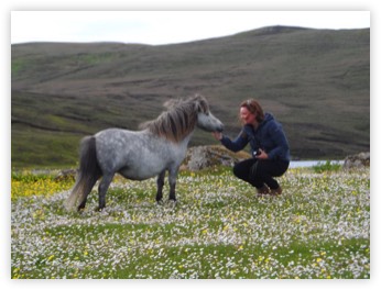shetland_ponies